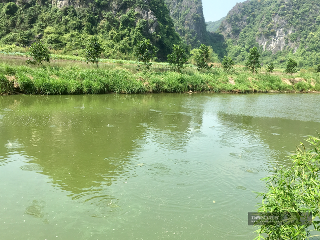 Lão nông Ninh Bình nuôi cá trên hồ Bin năm thu lời 300 triệu đồng - Ảnh 3.