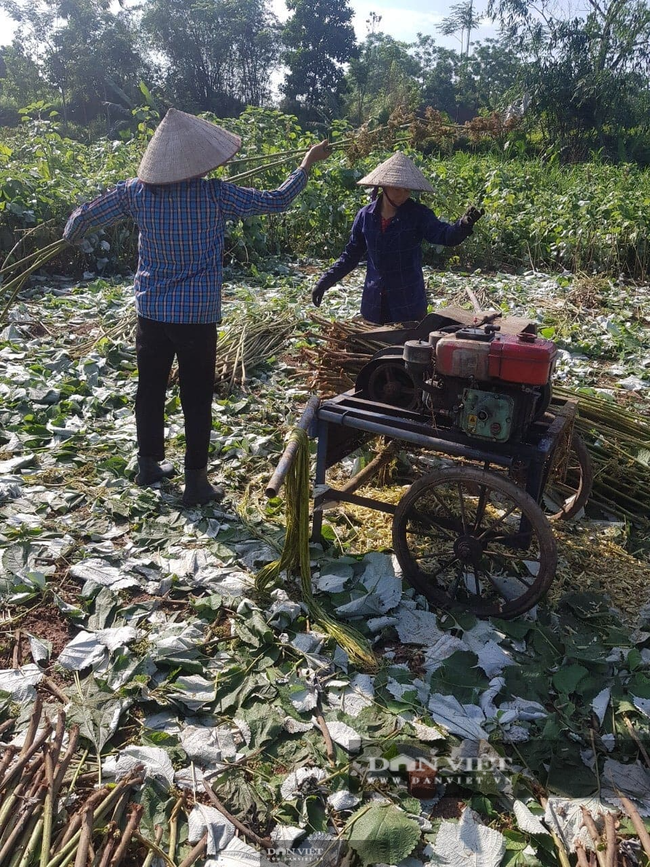 Về Phú Thọ xem ông Chiến &quot;gai&quot; trồng loại cây &quot;độc lạ&quot; mà cho thu nhập cao - Ảnh 3.