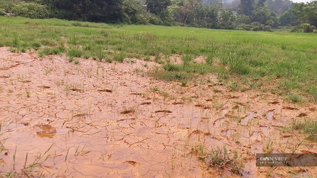 Nông dân bất lực nhìn ruộng bị bồi lấp: Ban QLDA NN Hà Tĩnh nói đã làm tròn trách nhiệm? - Ảnh 4.