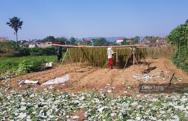 Phú Thọ: Đem cây trồng 1 lần thu hoạch 10 năm về phát triển, ông nông dân thu nhập cao không ngờ - Ảnh 4.