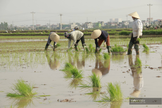 Nghệ  An: Nông dân Diễn Châu xuống đồng cấy 9000 ha lúa hè thu  - Ảnh 1.