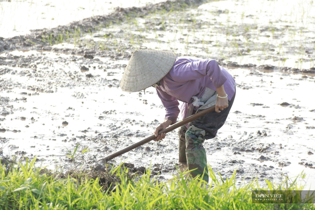 Nghệ  An: Nông dân Diễn Châu xuống đồng cấy 9000 ha lúa hè thu  - Ảnh 2.