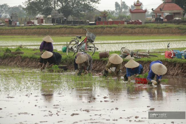 Nghệ  An: Nông dân Diễn Châu xuống đồng cấy 9000 ha lúa hè thu  - Ảnh 4.