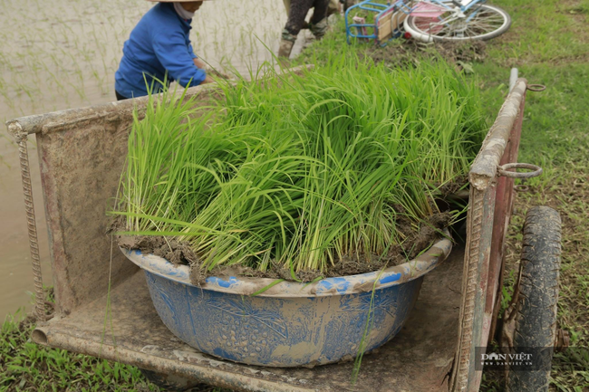 Nghệ  An: Nông dân Diễn Châu xuống đồng cấy 9000 ha lúa hè thu  - Ảnh 5.