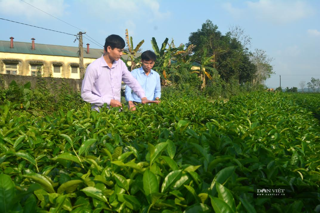 Nghệ  An: Giúp  bà con nông dân ggỡ khó tiêu thụ nông sản “mùa dịch” - Ảnh 1.