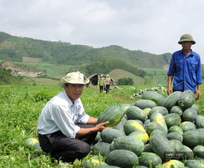 Nghệ  An: Giúp  bà con nông dân ggỡ khó tiêu thụ nông sản “mùa dịch” - Ảnh 2.