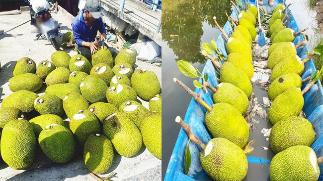 Giá mít Thái hôm nay 24/5: Mít Thái có còn là cây trồng cho lợi nhuận cao, giá mít Thái Tiền Giang tăng bao nhiêu? - Ảnh 1.