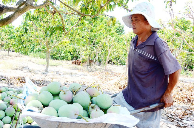 Đổi mới tư duy, sáng tạo tiêu thụ nông sản (bài 1): Xoài được mùa, mất giá trậm trọng - Ảnh 1.