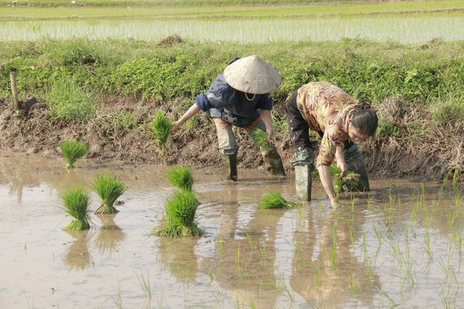 Nghệ  An: Nông dân Diễn Châu xuống đồng cấy 9000 ha lúa hè thu  - Ảnh 3.