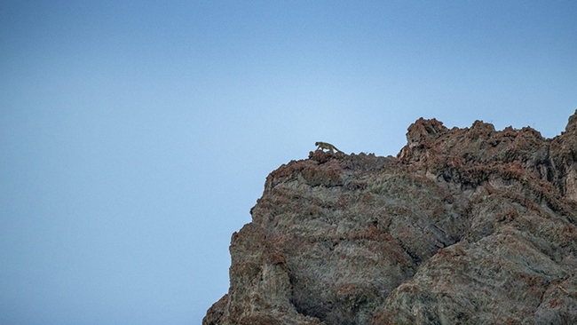 Hành trình phiêu lưu tới Ladakh, “săn” báo tuyết trên “nóc nhà thế giới” - Ảnh 1.