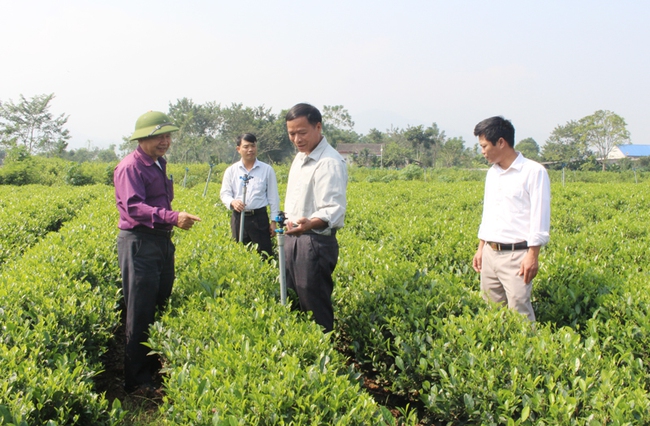 Làm mới vườn chè, thu nhập tăng theo - Ảnh 3.