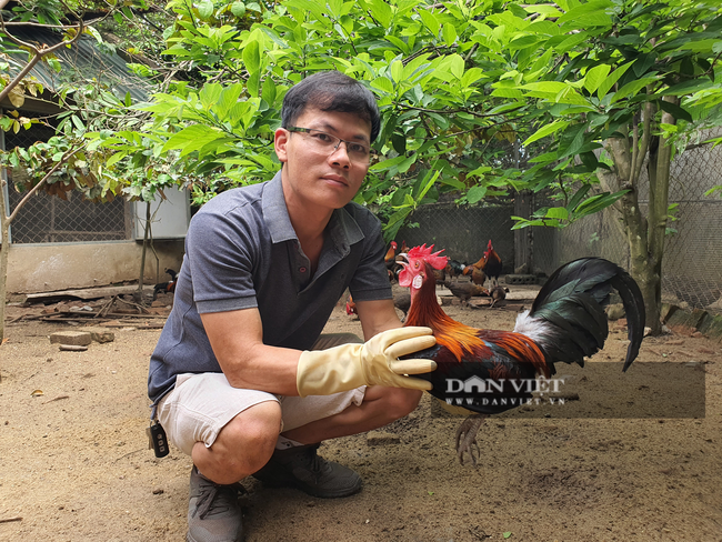 Cử nhân Quản trị kinh doanh về quê nuôi… gà rừng, thu lãi hàng chục triệu đồng mỗi tháng - Ảnh 1.