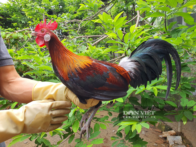 Cử nhân Quản trị kinh doanh về quê nuôi… gà rừng, thu lãi hàng chục triệu đồng mỗi tháng - Ảnh 6.