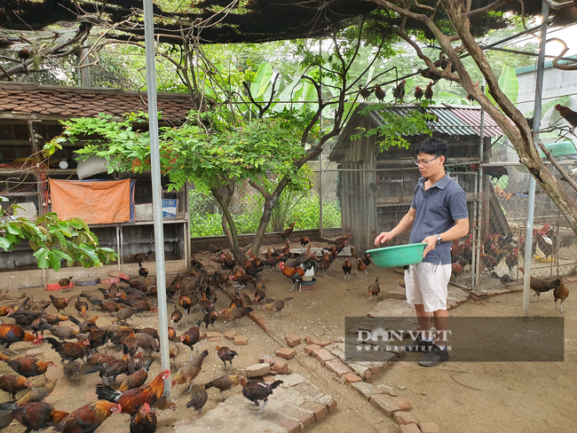 Cử nhân Quản trị kinh doanh về quê nuôi… gà rừng, thu lãi hàng chục triệu đồng mỗi tháng - Ảnh 5.