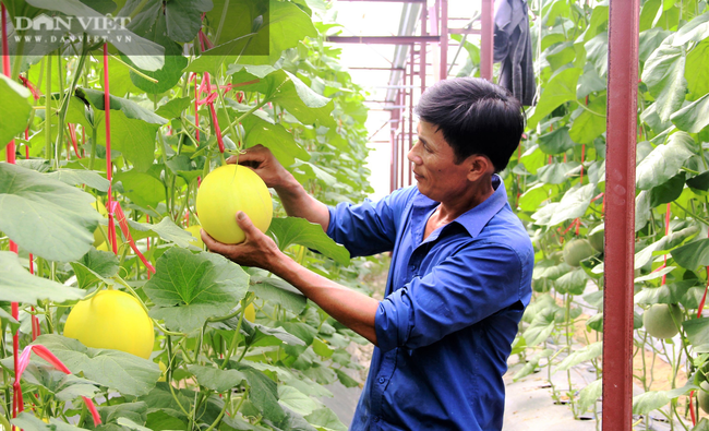 Nông dân trồng dưa lưới Hà Tĩnh như “ngồi trên lửa” vì Covid-19 - Ảnh 3.