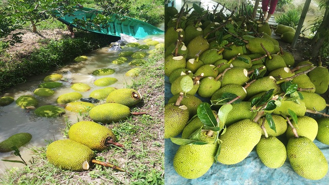 Giá mít Thái hôm nay 30/5: Lý do mít Thái thường bị thối trái khi mưa xuất hiện, giá mít Thái Tiền Giang ra sao? - Ảnh 1.