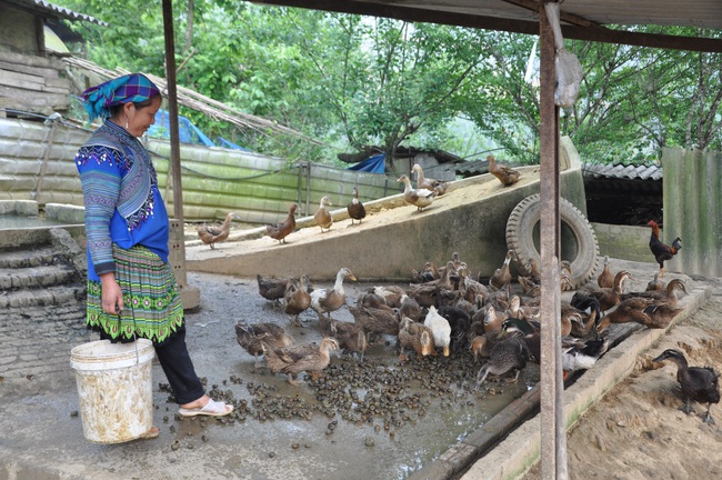 Nông dân Sín Chéng phất lên nhờ nuôi vịt đặc sản hữu cơ - Ảnh 1.