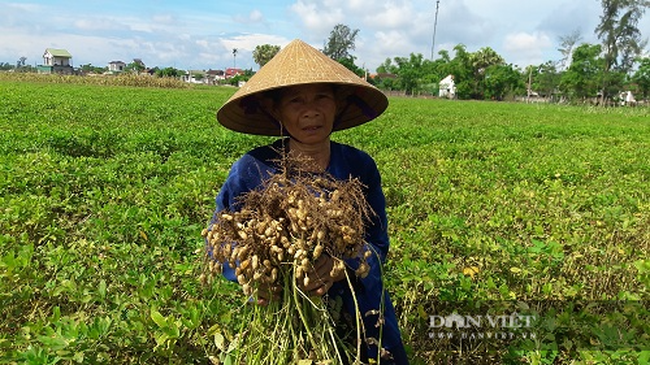 Hà Tĩnh: Nông dân phấn khởi vì lạc Xuân được mùa - Ảnh 3.