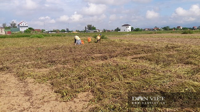 Hà Tĩnh: Nông dân phấn khởi vì lạc Xuân được mùa - Ảnh 5.