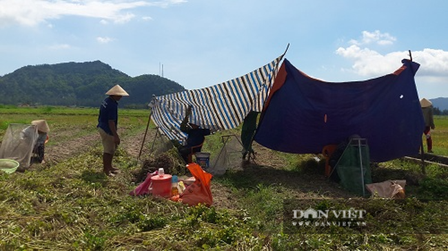 Hà Tĩnh: Nông dân phấn khởi vì lạc Xuân được mùa - Ảnh 7.