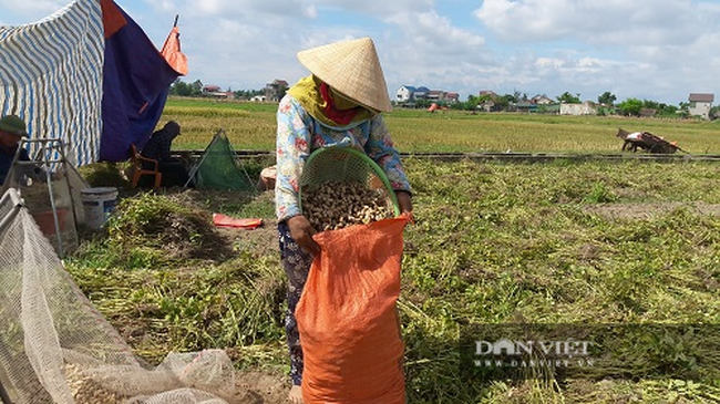 Hà Tĩnh: Nông dân phấn khởi vì lạc Xuân được mùa - Ảnh 8.