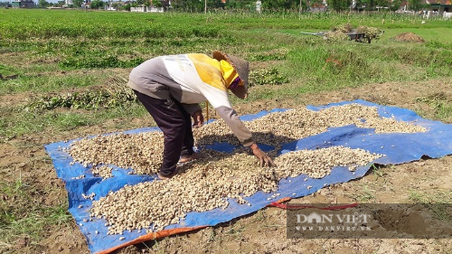 Hà Tĩnh: Nông dân phấn khởi vì lạc Xuân được mùa - Ảnh 9.