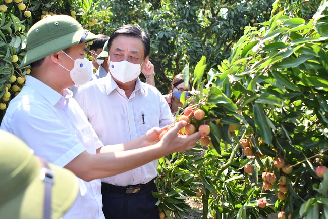 Bắc Giang: Thủ phủ vải thiều Lục Ngạn công khai đường dây nóng để ngăn chặn tình trạng này - Ảnh 2.