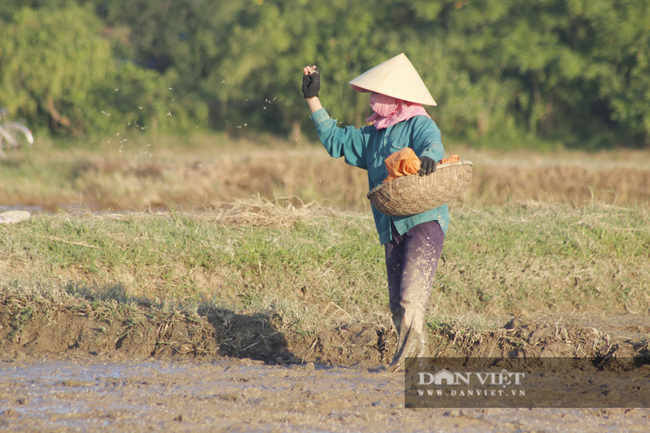 Quảng Bình: Nông dân vật vã gieo cấy vụ hè thu dưới cái nắng 40 độ C - Ảnh 3.