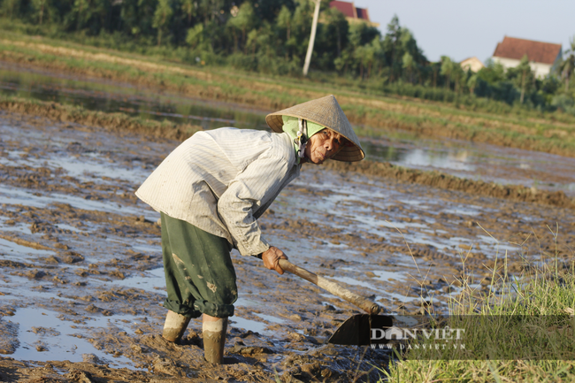 Quảng Bình: Nông dân vật vã gieo cấy vụ hè thu dưới cái nắng 40 độ C - Ảnh 5.