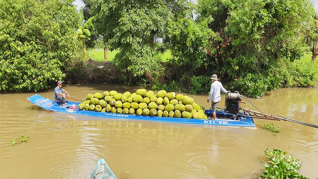 Giá mít Thái hôm nay 31/5: Vựa nói thị trường khó khăn, đang cố gắng duy trì mua mít giúp dân - Ảnh 1.