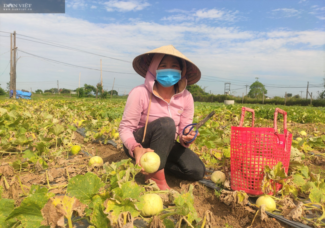 CLIP: Nông dân (Nghệ An) “méo mặt” dưa lê mất mùa, giá lại cao - Ảnh 3.