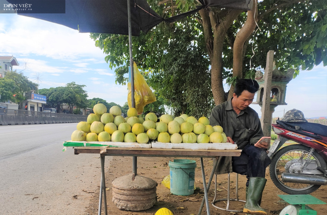 CLIP: Nông dân (Nghệ An) “méo mặt” dưa lê mất mùa, giá lại cao - Ảnh 9.