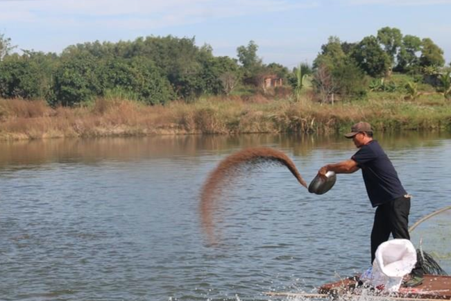 Giá cá hôm nay 7/5: Giá cá “dậm chân tại chỗ”, cá thát lát vẫn đang thời…. hoàng kim - Ảnh 1.