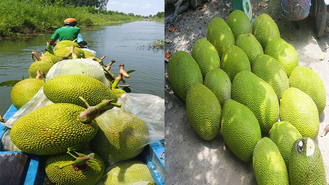 Giá mít Thái hôm nay 8/5: Diện tích mít Thái bất ngờ vượt qua sầu riêng, nhãn, thanh long, chôm chôm, giá tăng giảm sao? - Ảnh 1.