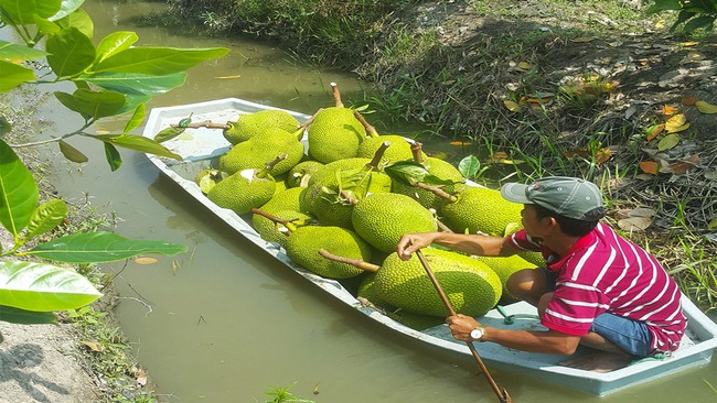 Giá mít Thái hôm nay 9/5: Giá mít Kem tăng, người dân bớt lo nhưng vẫn cảm thấy không an tâm trồng mít Thái - Ảnh 1.