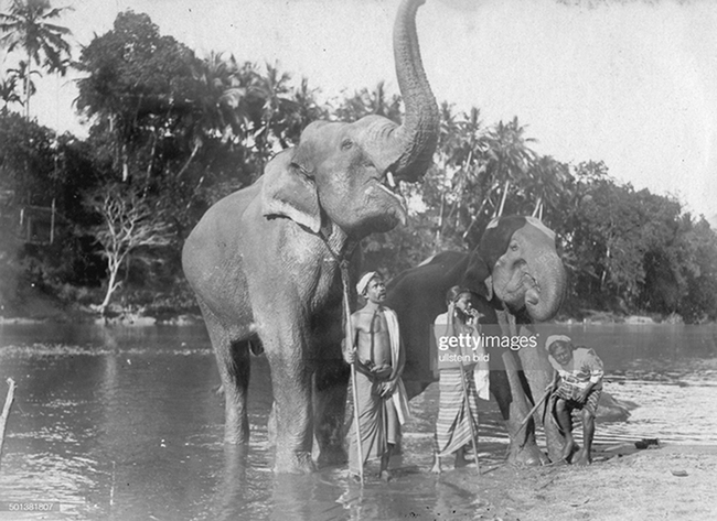 Sững sờ trước những màn trình diễn hấp dẫn của các Mahout cùng dàn voi “thiêng” Sri Lanka - Ảnh 1.