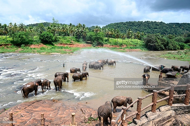 Sững sờ trước những màn trình diễn hấp dẫn của các Mahout cùng dàn voi “thiêng” Sri Lanka - Ảnh 3.