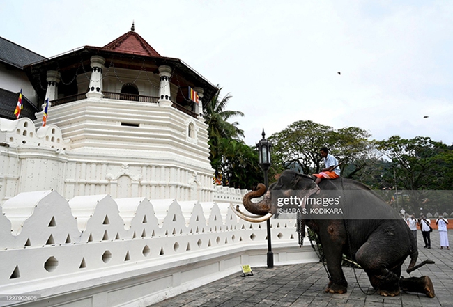 Sững sờ trước những màn trình diễn hấp dẫn của các Mahout cùng dàn voi “thiêng” Sri Lanka - Ảnh 7.