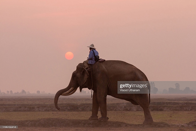 Sững sờ trước những màn trình diễn hấp dẫn của các Mahout cùng dàn voi “thiêng” Sri Lanka - Ảnh 4.