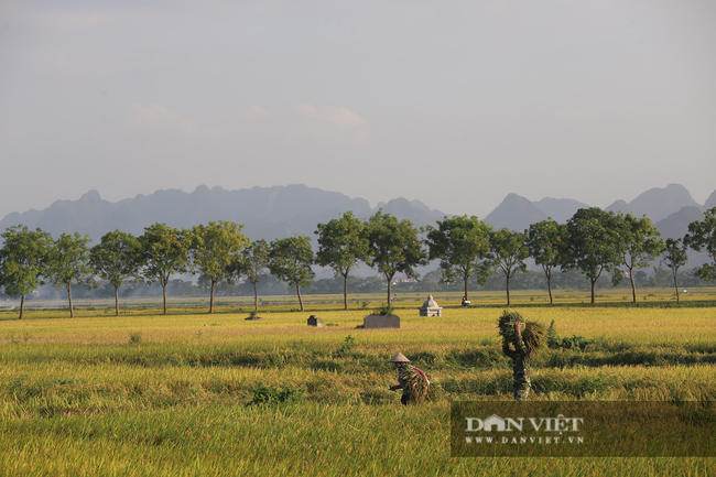 Người dân ngoại thành Hà Nội gặt lúa dưới thời tiết nắng nóng 40 độ C - Ảnh 1.