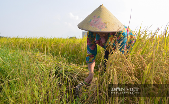 Người dân ngoại thành Hà Nội gặt lúa dưới thời tiết nắng nóng 40 độ C - Ảnh 3.