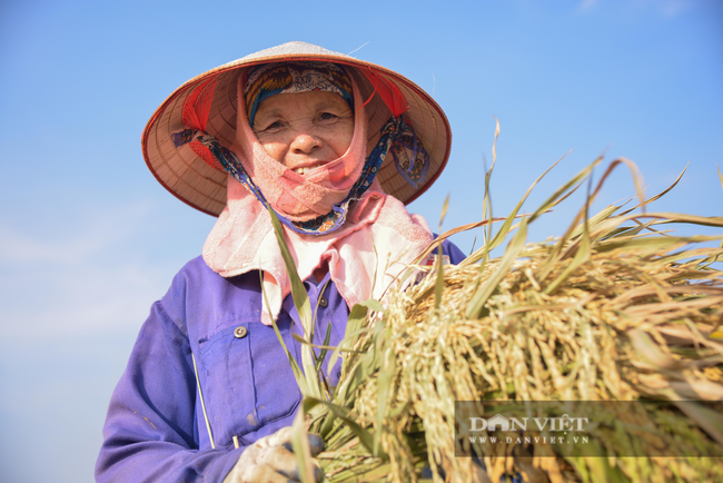Người dân ngoại thành Hà Nội gặt lúa dưới thời tiết nắng nóng 40 độ C - Ảnh 4.