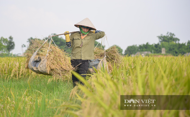 Người dân ngoại thành Hà Nội gặt lúa dưới thời tiết nắng nóng 40 độ C - Ảnh 6.