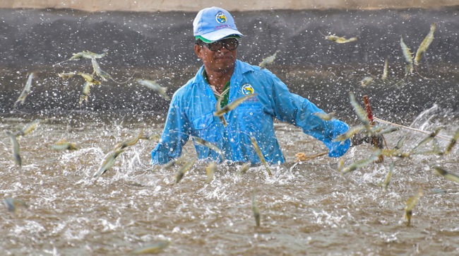 Xuất khẩu tôm khởi sắc trong dịch bệnh - Ảnh 1.