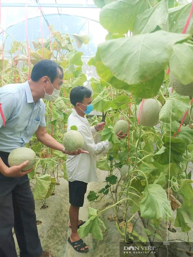 Hội Nông dân Hà Tĩnh làm cầu nối tiêu thụ dưa lưới giúp người dân vùng dịch - Ảnh 4.