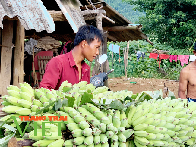 Lai Châu: Chuyển đổi cơ cấu cây trồng tăng hiệu quả kinh tế ở xã Nậm Xe   - Ảnh 4.