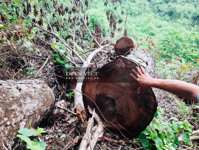 Hà Giang: Phá rừng nghiến cổ thụ với quy mô chưa từng có ở Vườn Quốc gia Du Già - Ảnh 3.