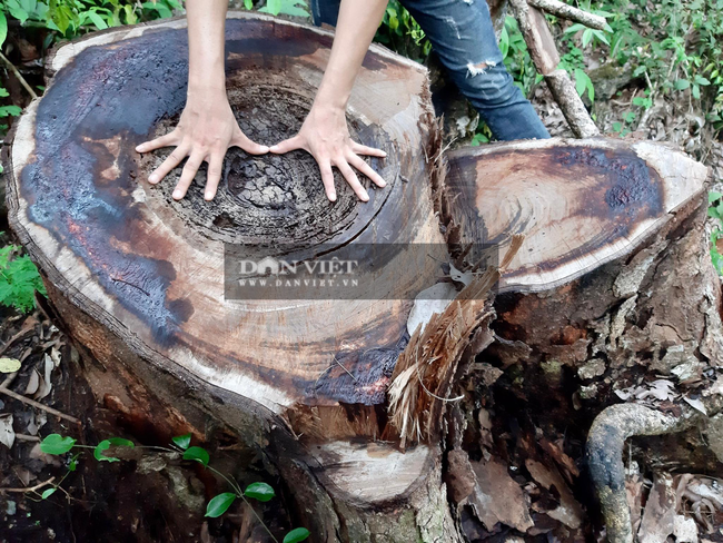 Hà Giang: Phá rừng nghiến cổ thụ với quy mô chưa từng có ở Vườn Quốc gia Du Già - Ảnh 6.