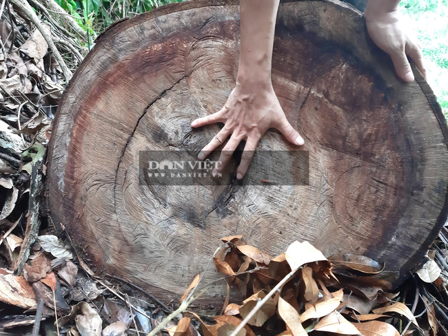 Hà Giang: Phá rừng nghiến cổ thụ với quy mô chưa từng có ở Vườn Quốc gia Du Già - Ảnh 13.