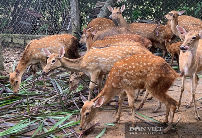 Đồng Nai: Nhàn nhã nuôi con ăn cỏ, uống nước lã lấy... “vàng”, ông nông dân vùng bán sơn địa thu 300 triệu/năm - Ảnh 4.